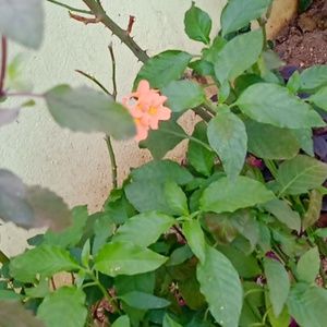 Meet your Posher, B. ganesh